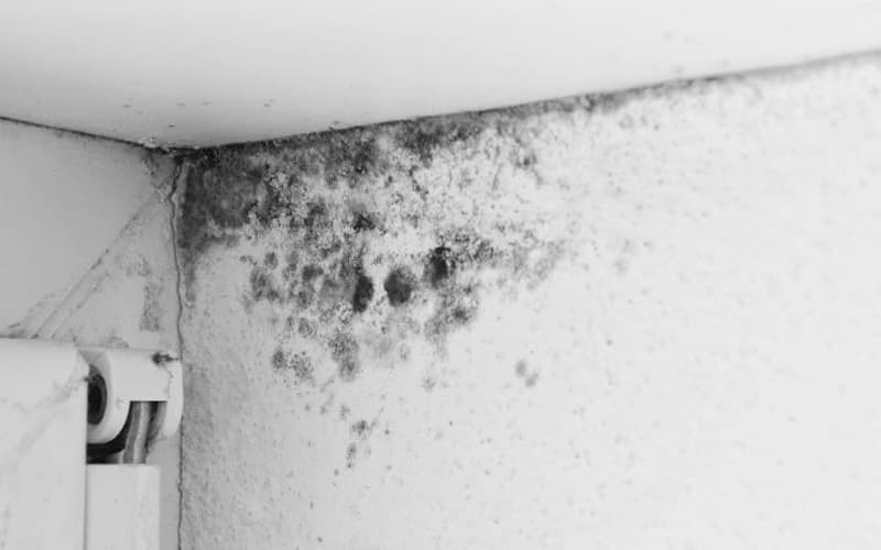 Cách Xử Lý Tường Bị Ẩm Mốc Dứt Điểm – Không Tái Phát
